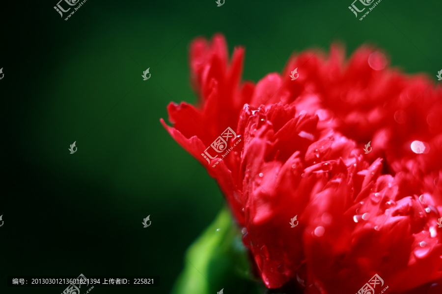鲜艳红花