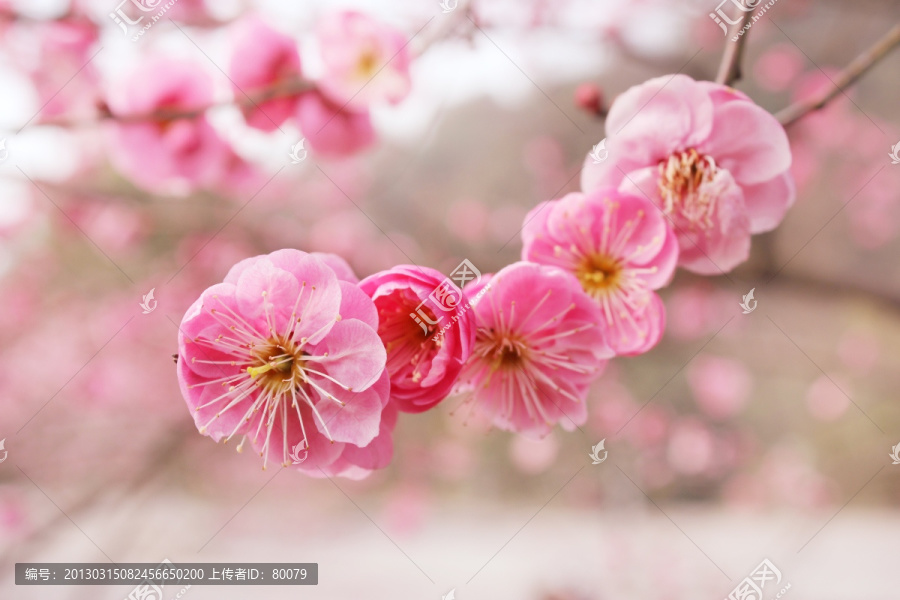 梅花朵朵