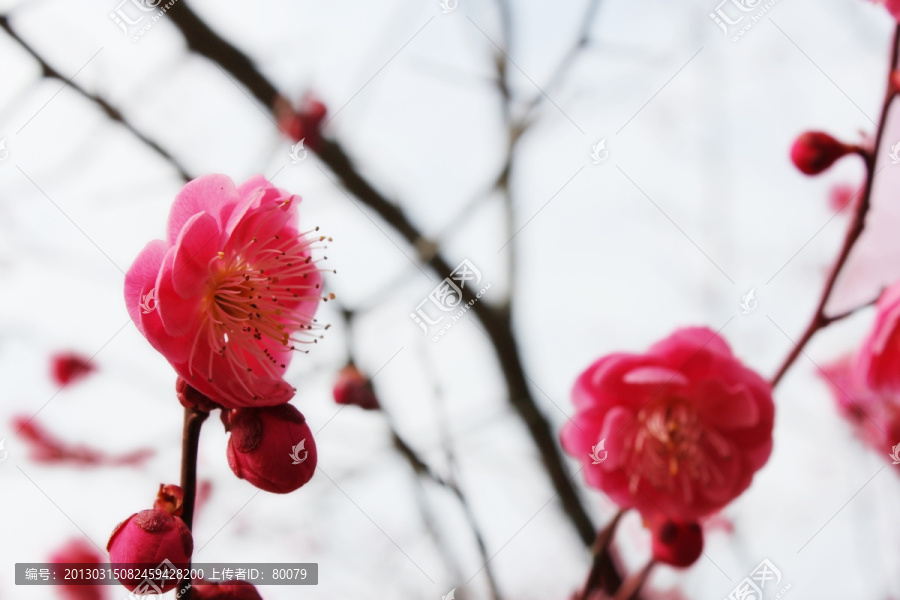 梅花吐蕊