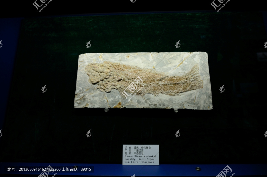 古生物化石,师氏中华弓鳍鱼