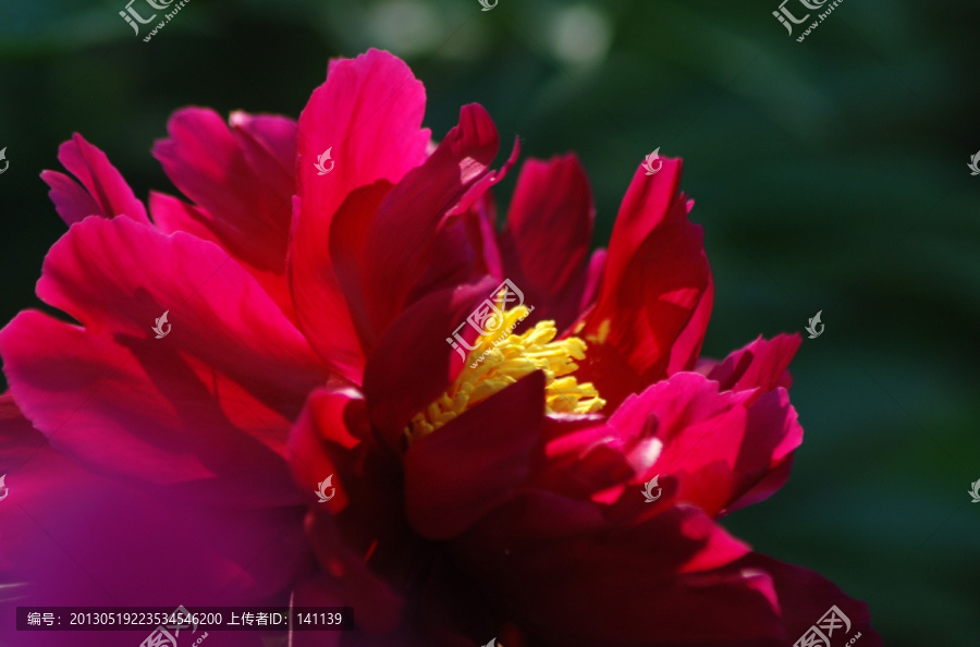 牡丹花