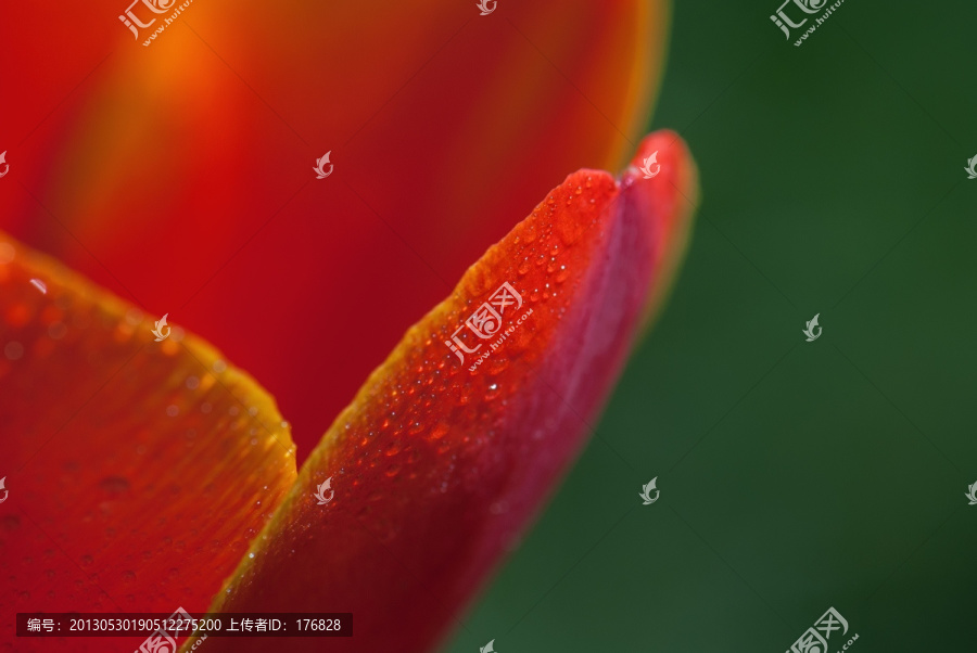 红色郁金香花瓣水滴