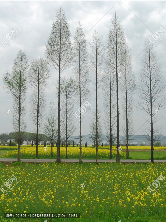 油菜花,松树