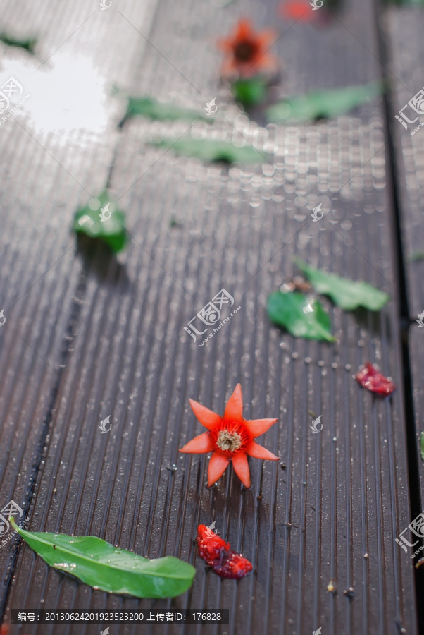 地面上的红花