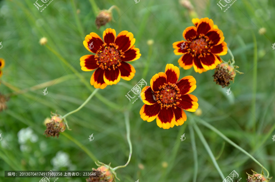 蛇目菊,小波斯菊,金钱菊