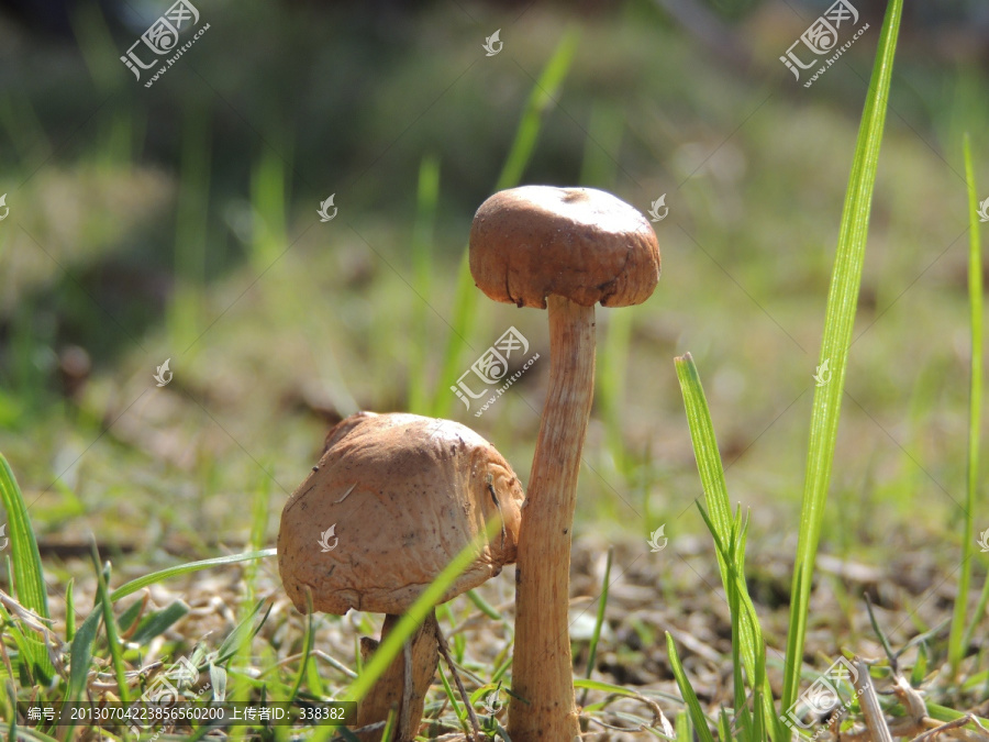蘑菇姐弟