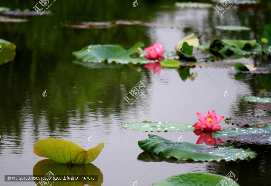 雨后荷塘