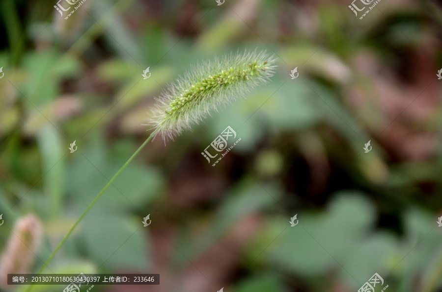 狗尾巴草,狗尾草,,绿狗尾草