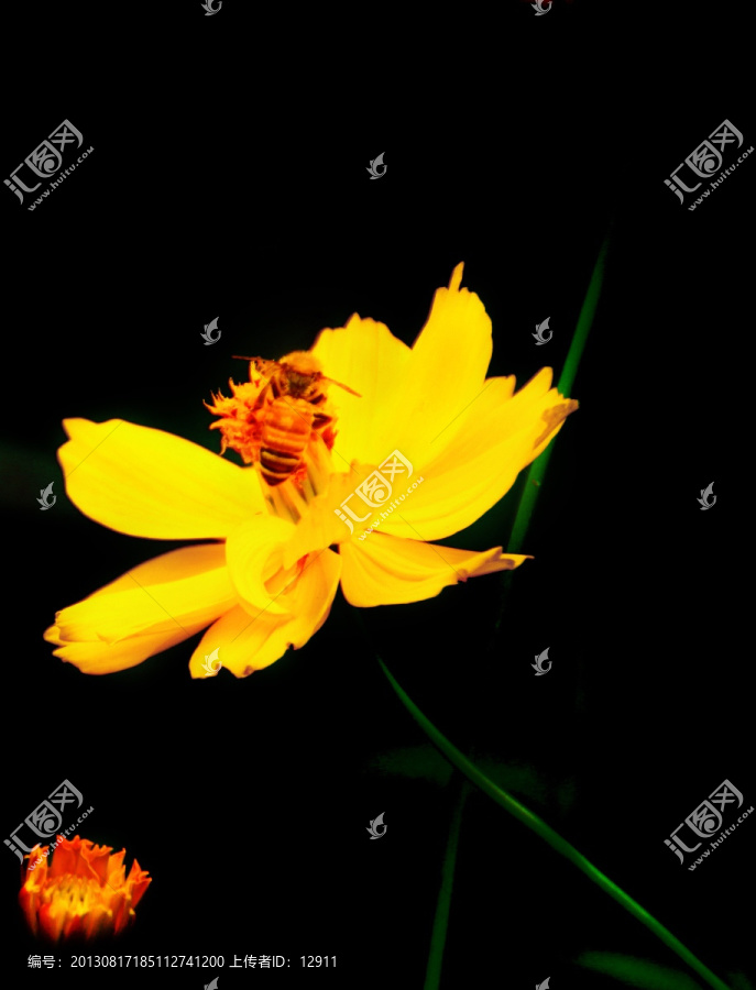 蜜蜂采蜜,金鸡菊,黑背景