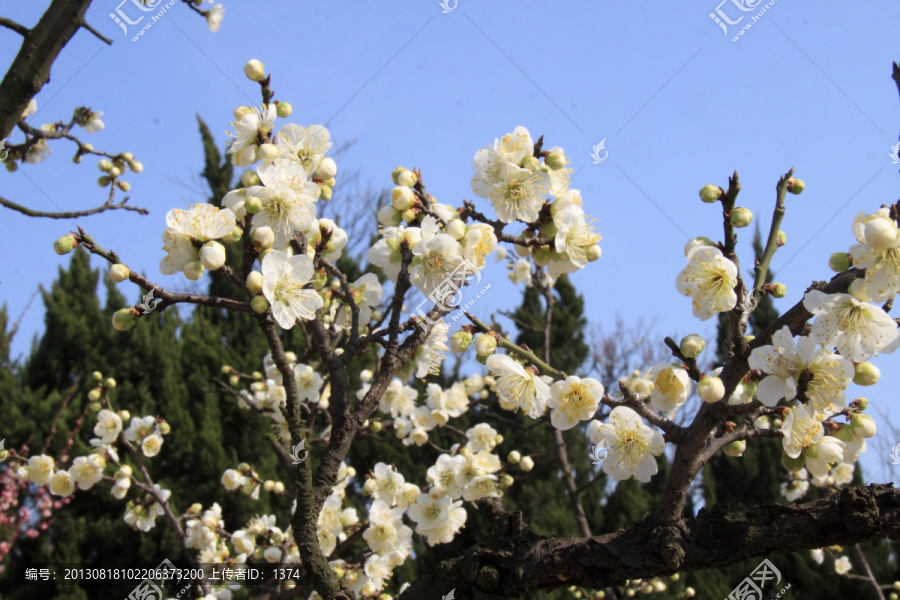 梅花