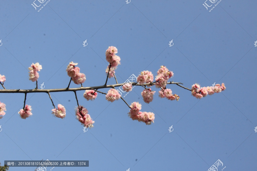 梅花枝