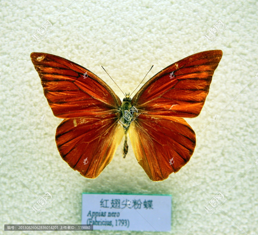 红翅尖粉蝶标本