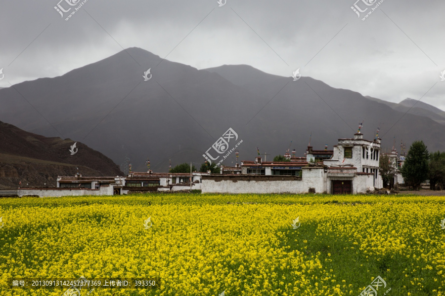 藏族民居与油菜花