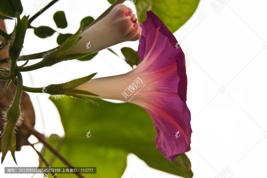 牵牛花