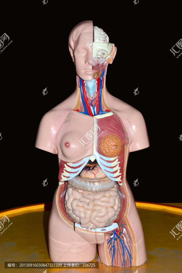 女性人体,人体解剖模型