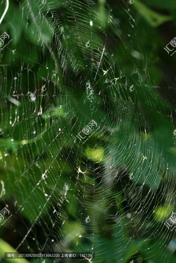 蜘蛛网,网,网络,其他摄影