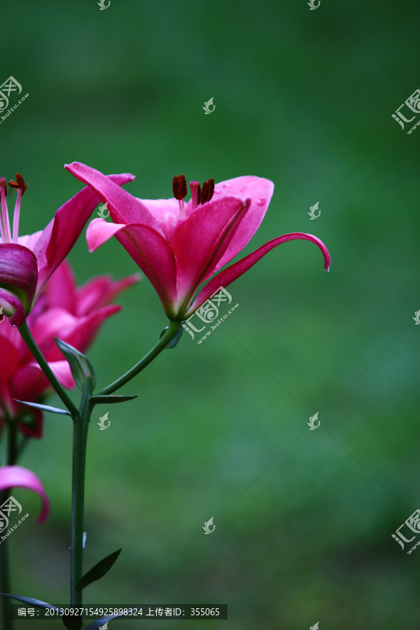 百合花
