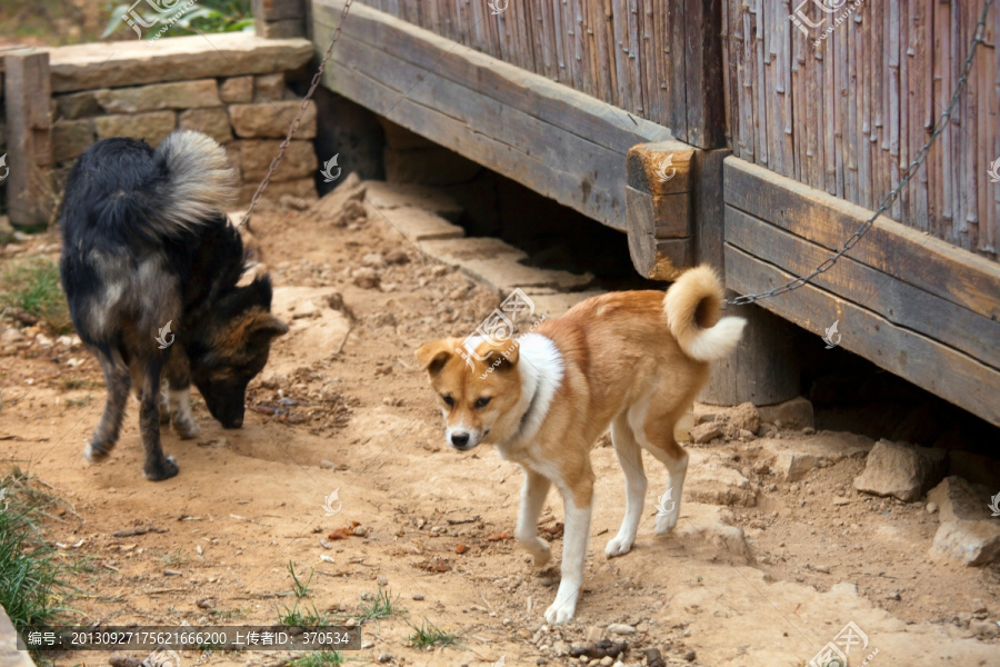 宠物狗,秋田犬,柴犬,狗,田园