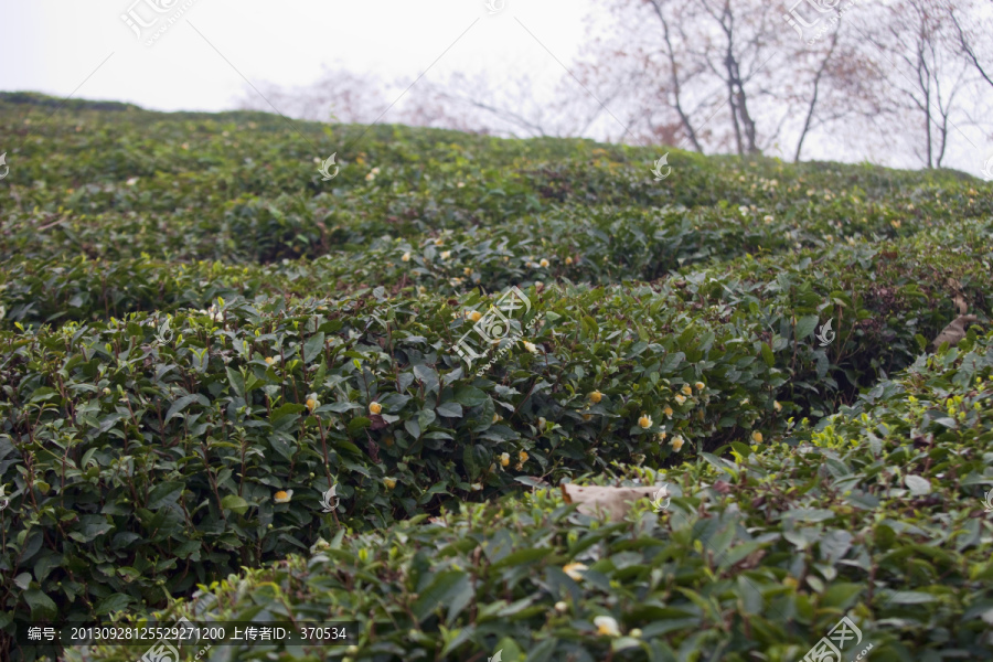 绍兴东湖茶山,茶场,茶叶,种植