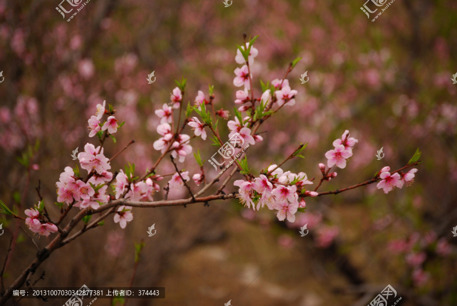 桃花