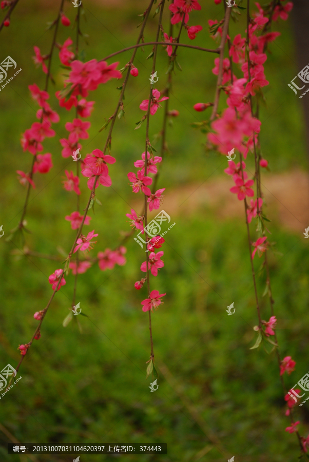 桃花