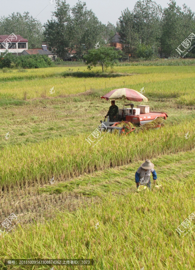 金秋稻田,农机收割水稻