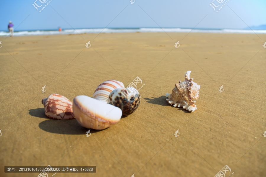 海螺,沙滩