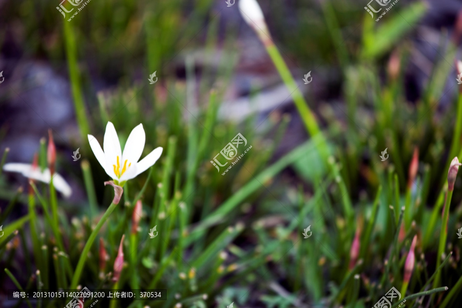 花卉,野花,花草,植物,绿植