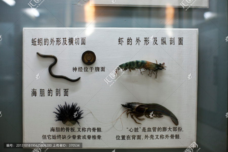 上海自然博物馆,无脊动物,标本