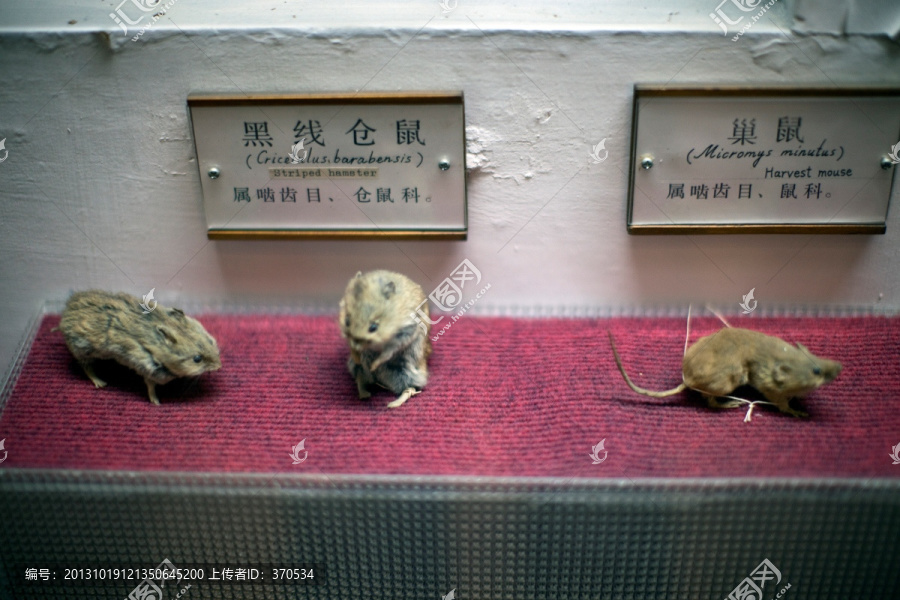 上海自然博物馆,哺乳动物,标本