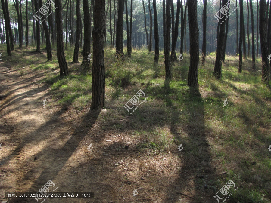 斑驳树影,马尾松林