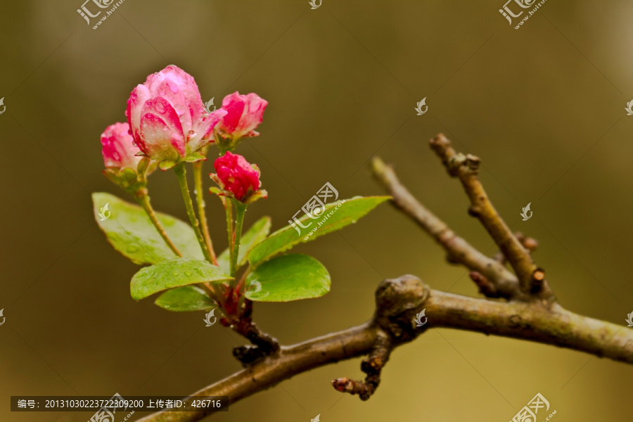 梨花的花蕾