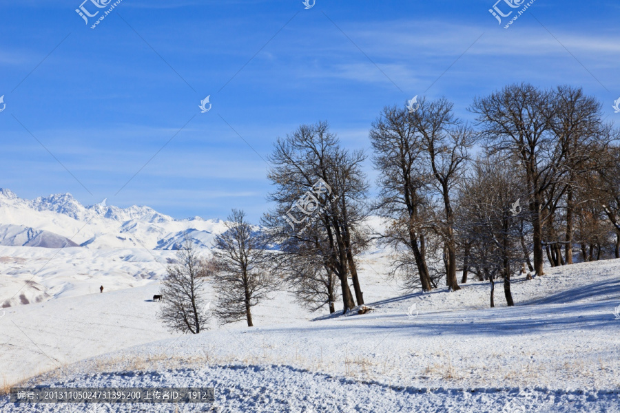 雪原