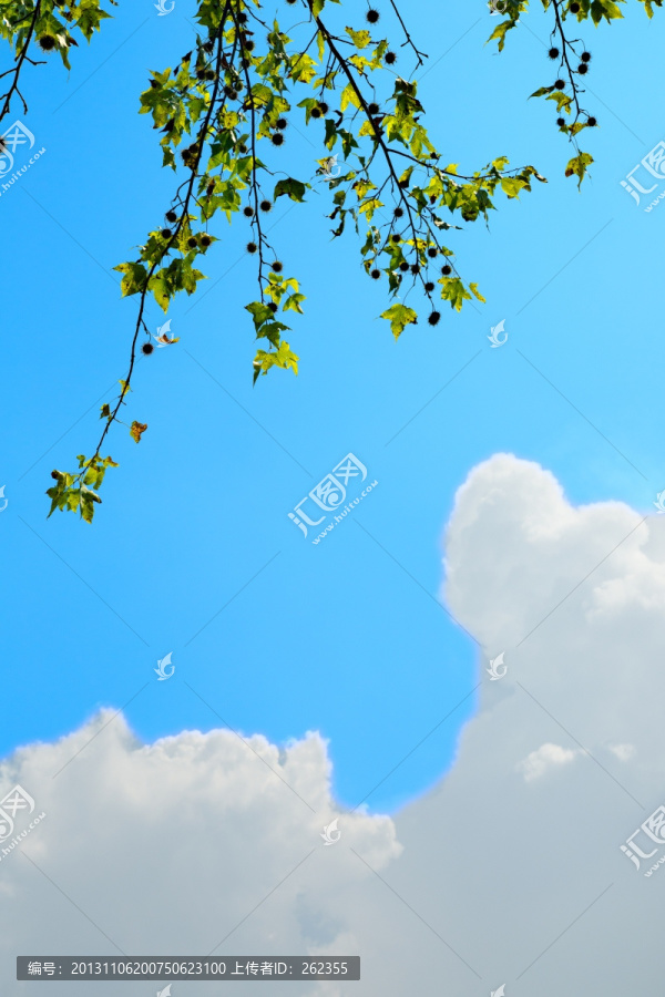 蓝天白云与树叶