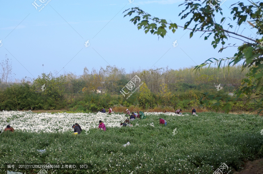 采收滁州贡菊,田间劳动生产