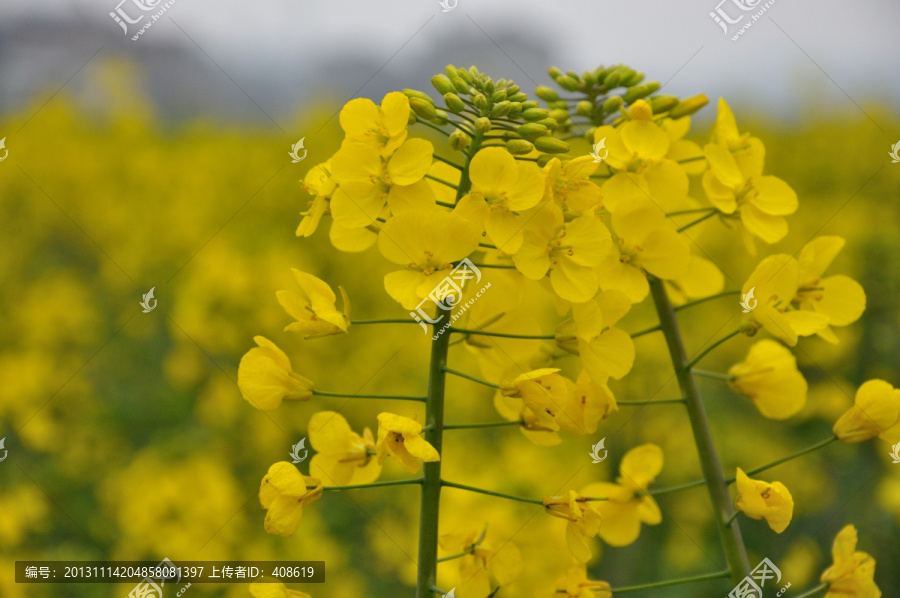 油菜花