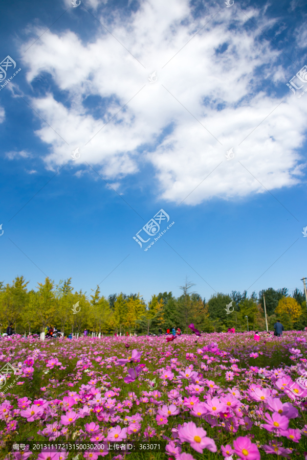 波斯菊和蓝天