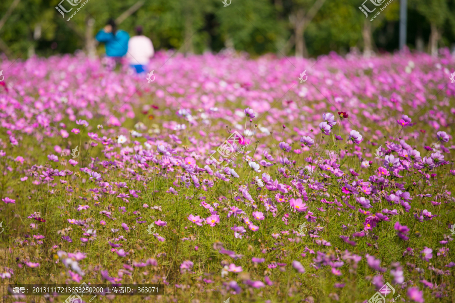 波斯菊