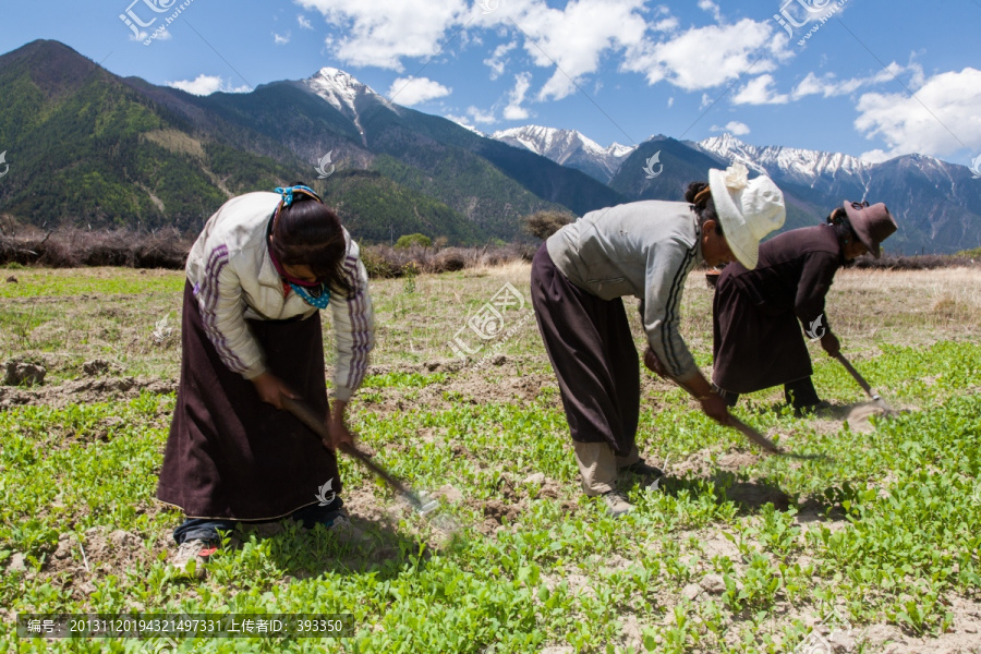 劳动的农妇,妇女,藏民