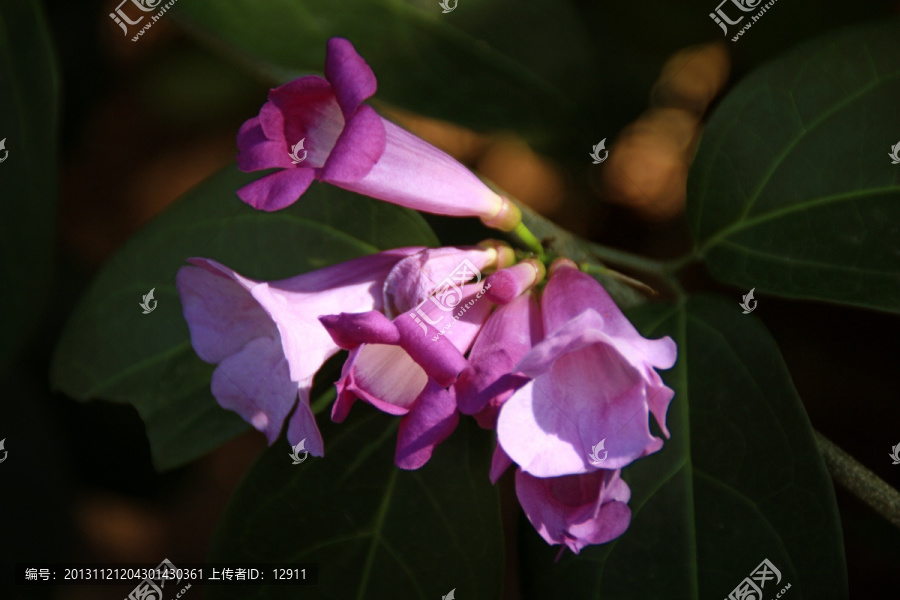 蒜香藤,花卉