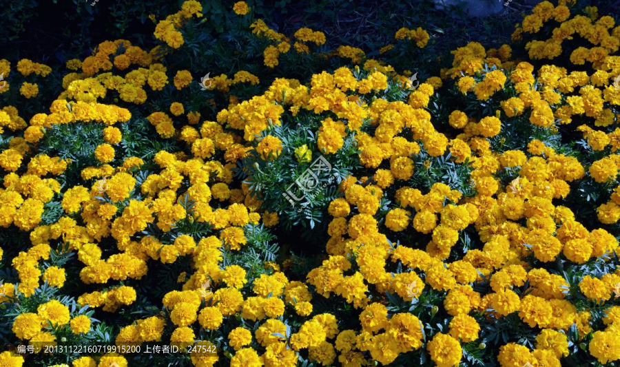 花卉,花,黄花,小花,绿化带