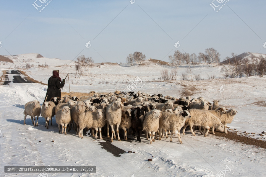 冬牧,羊群,蓝天白云,远山