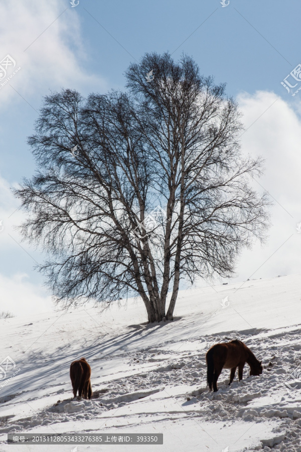 冬日雪原,两匹马,白桦林,山坡