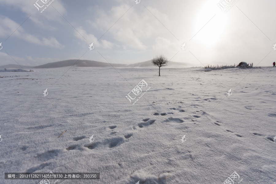 冬日雪原,暴风雪,太阳,小树