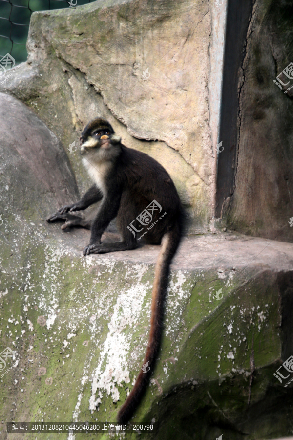 白鼻长尾猴