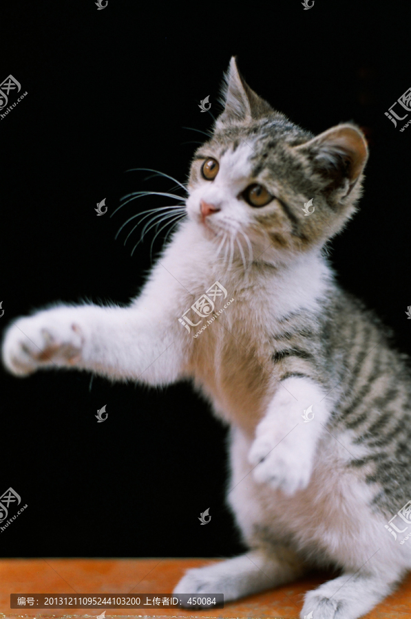 小猫咪咪,动物宠物