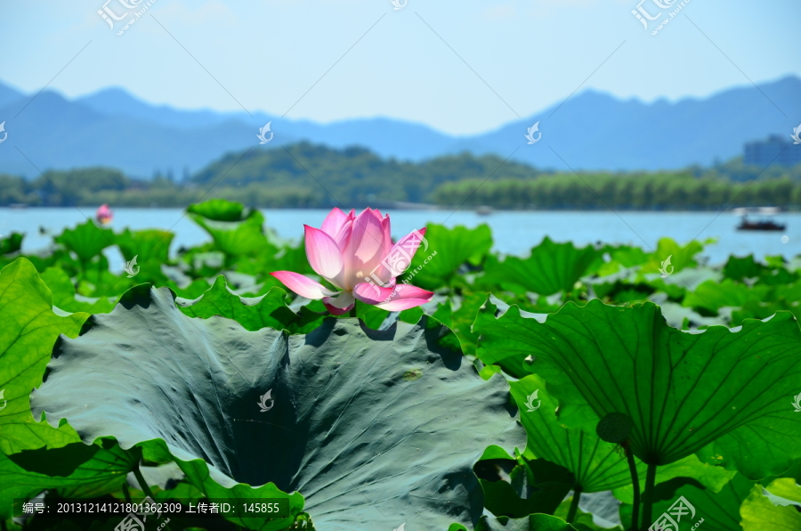 高清西湖荷花