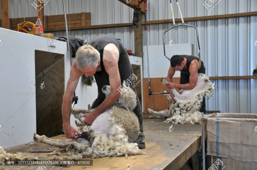 剪羊毛,家庭农场,新西兰基督城