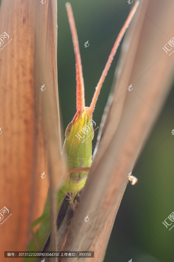 蝗虫,蚂蚱