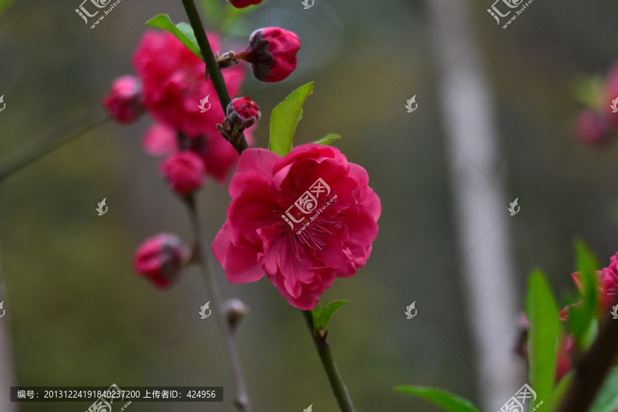 桃花